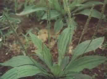 車(chē)前草原植物